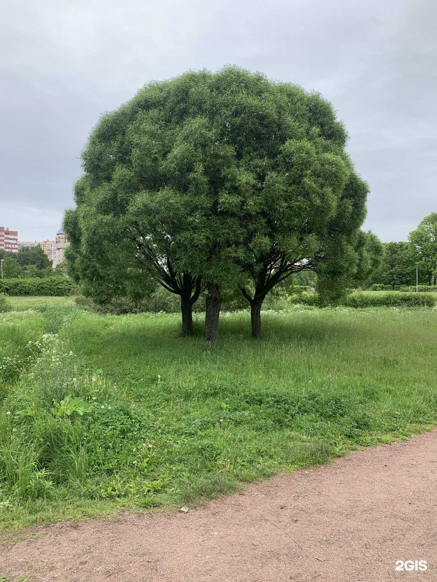 Отзывы на компанию Иппон в Красноярске c фото - фотография 2 из 2