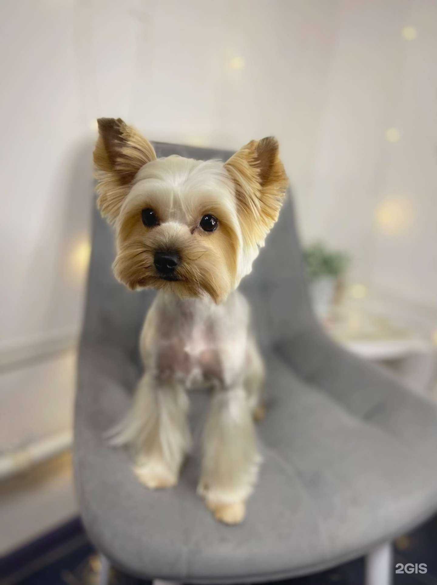 Отзывы на компанию Mango groom в г. Новороссийск c фото