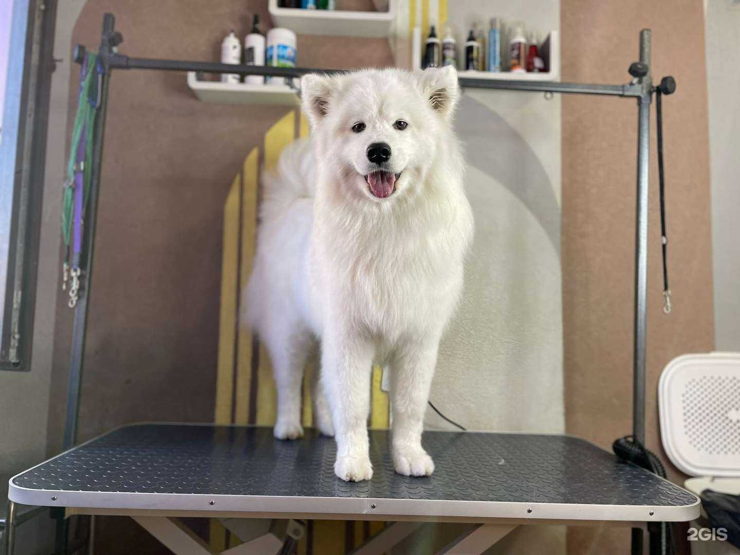 Отзывы на компанию Хвостик в г. Елизово c фото