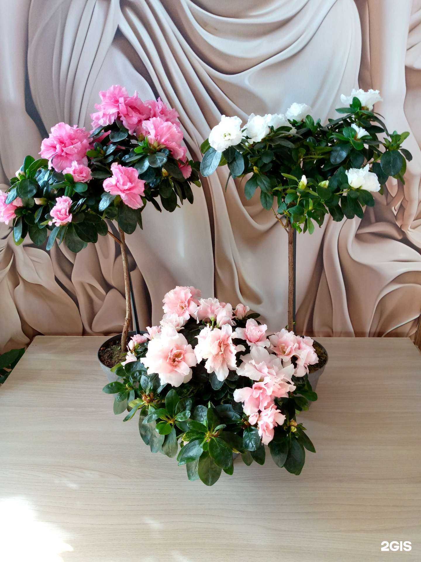 Отзывы на компанию Цветочный рай в г. Ангарск c фото