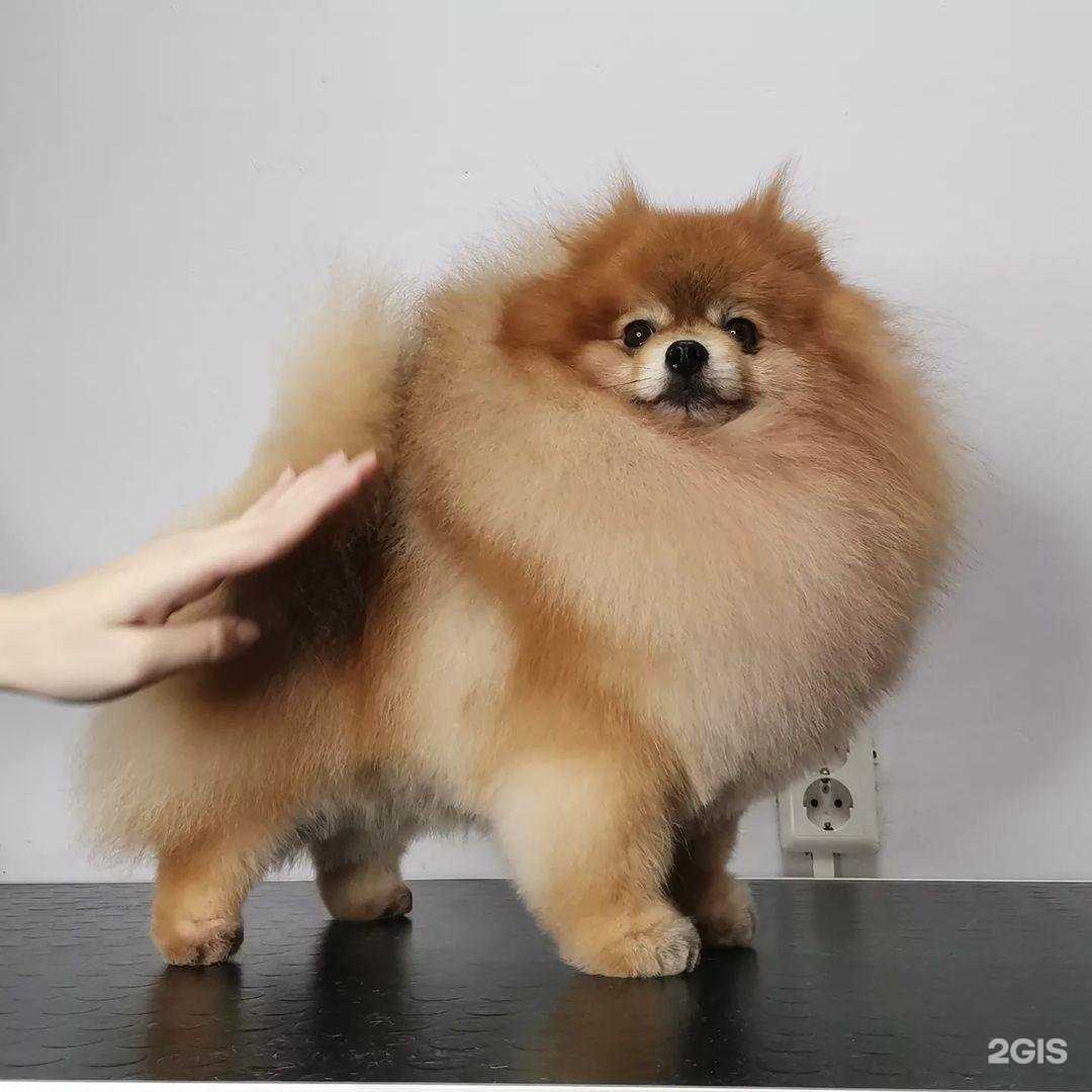 Отзывы на компанию Гавclub в г. Киров c фото