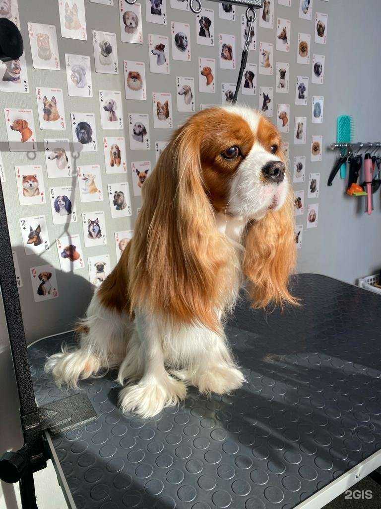 Отзывы на компанию Мокрый нос в г. Самара c фото