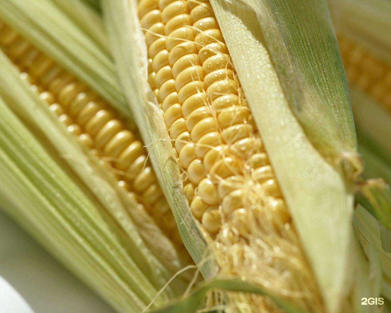 Отзывы на компанию Сибирские семена в Новокузнецке c фото