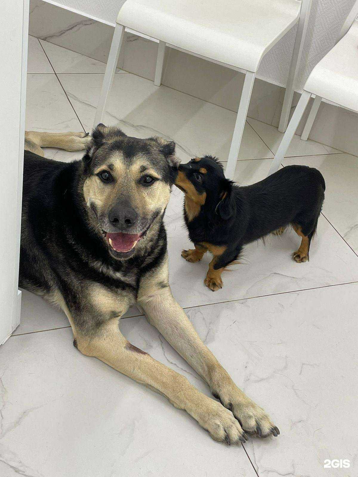 Отзывы на компанию Zoogalant в г. Химки c фото