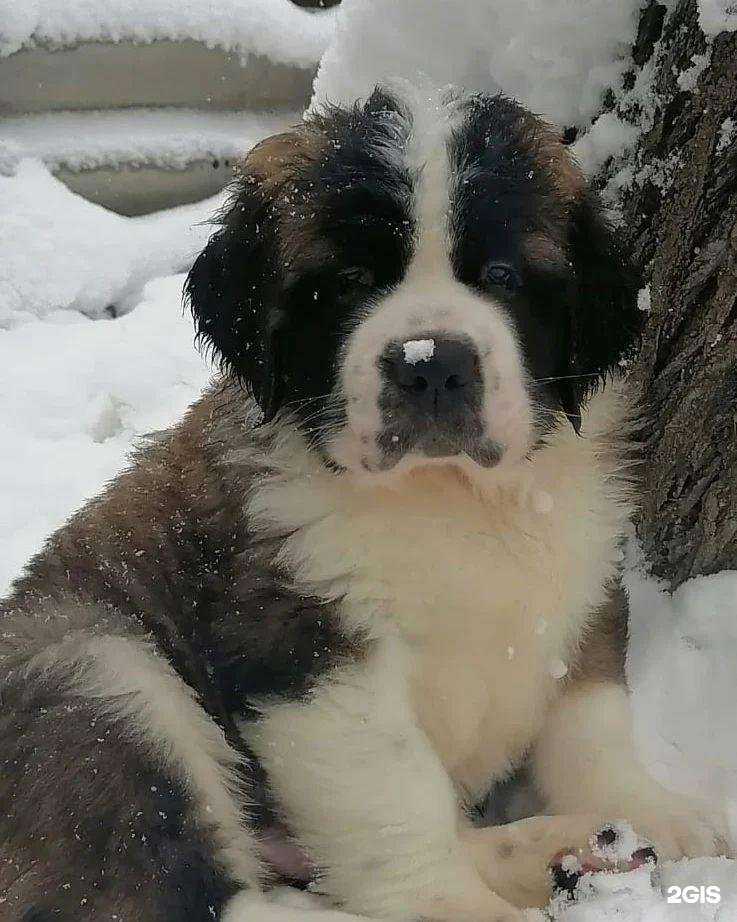 Отзывы на компанию Dog&cat в Новороссийске c фото