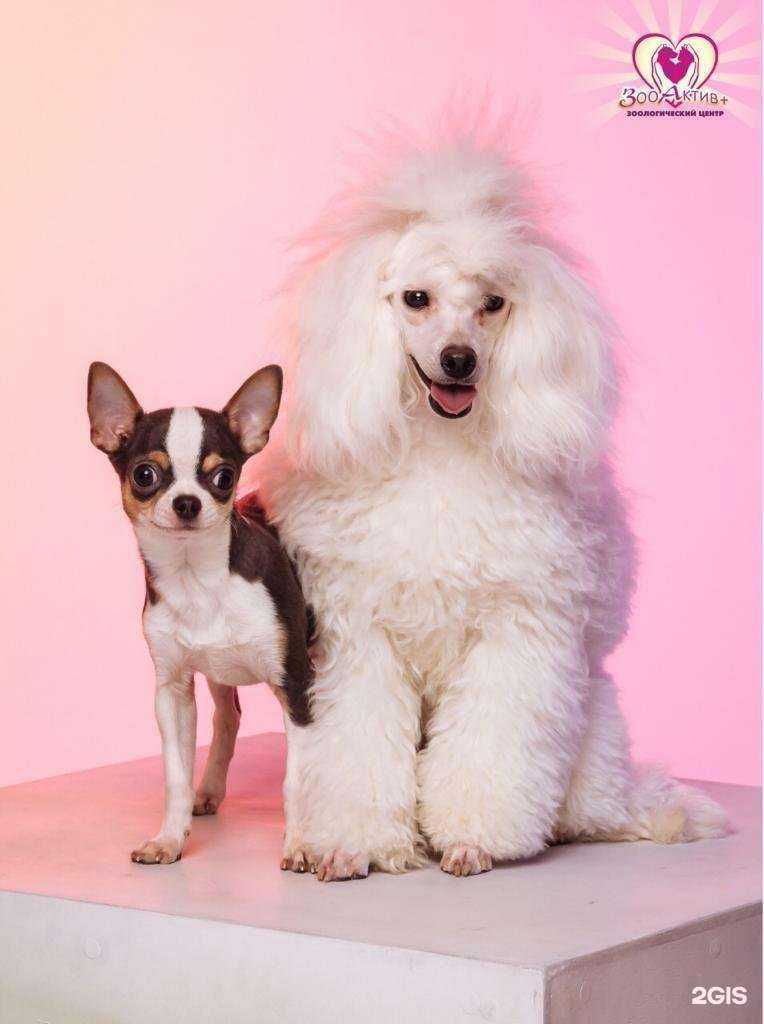 Отзывы на компанию Зооактив в Дзержинске c фото