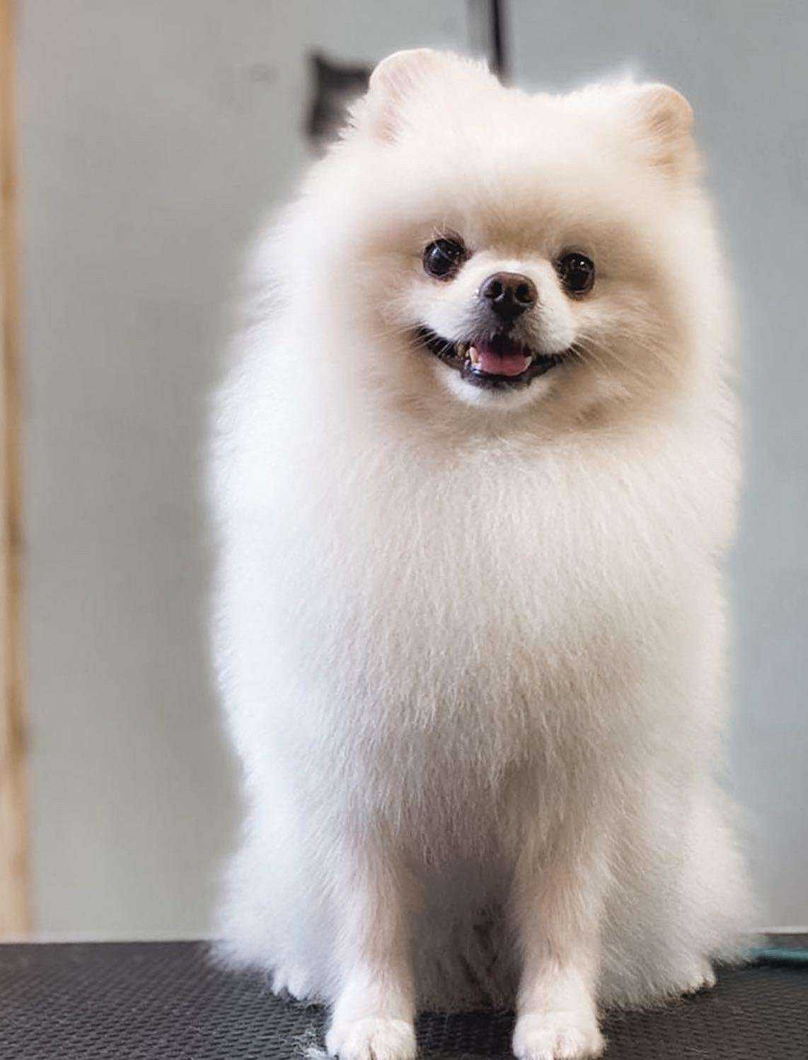 Отзывы на компанию PetFriendly в Барнауле c фото