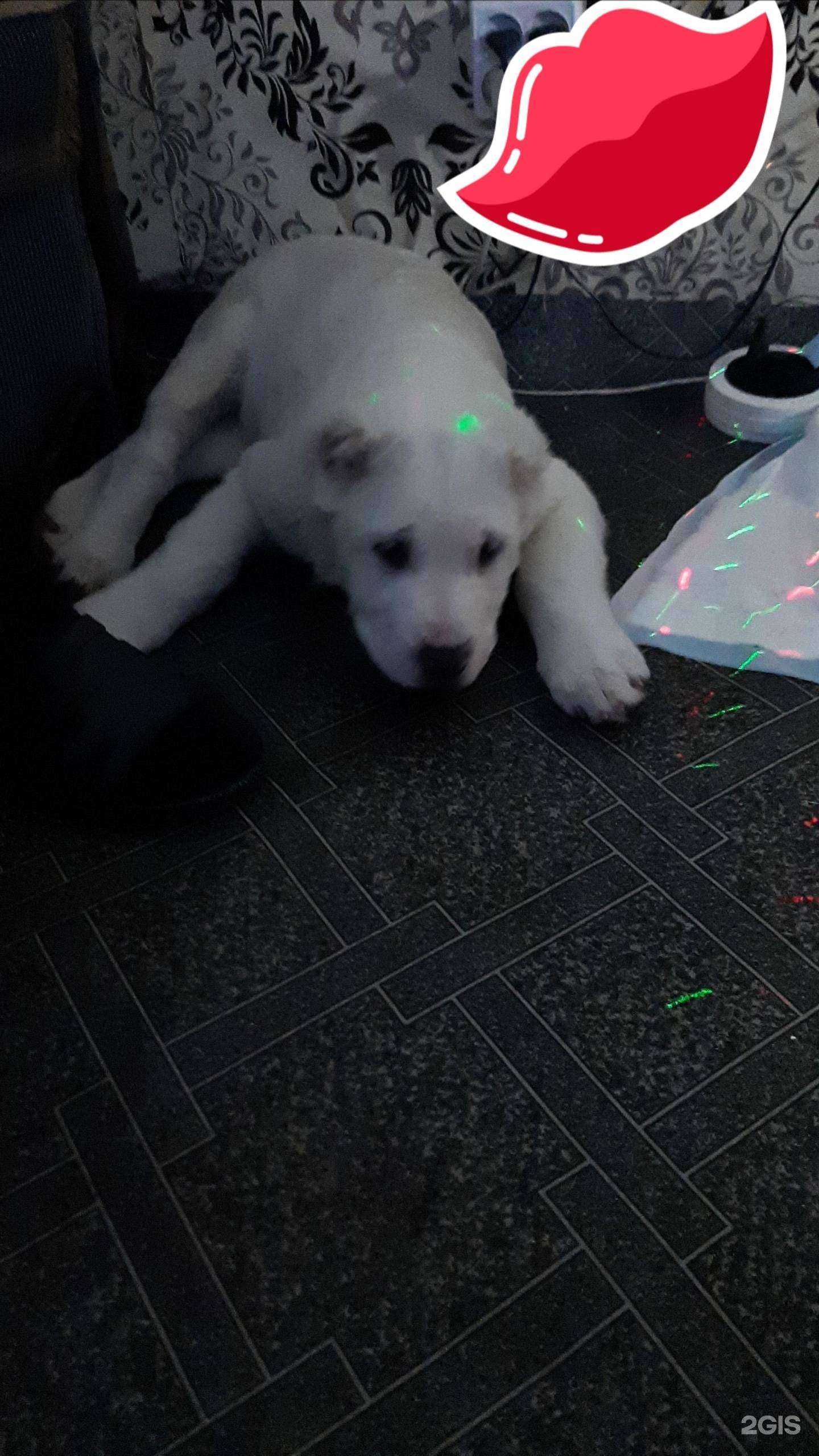 Отзывы на компанию Айболит в Ачинске c фото