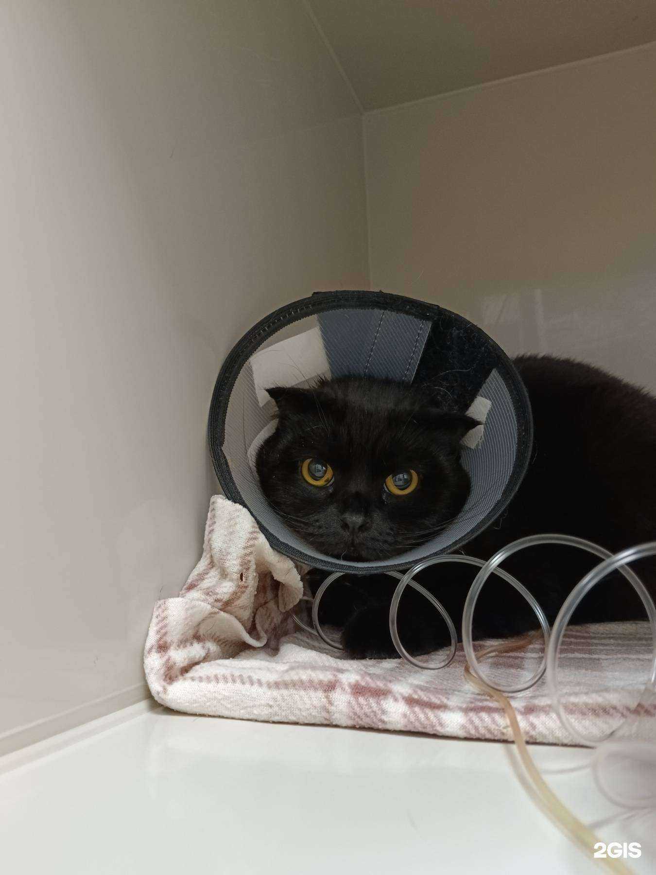 Отзывы на компанию Ромашковая кошка в Тюмени c фото