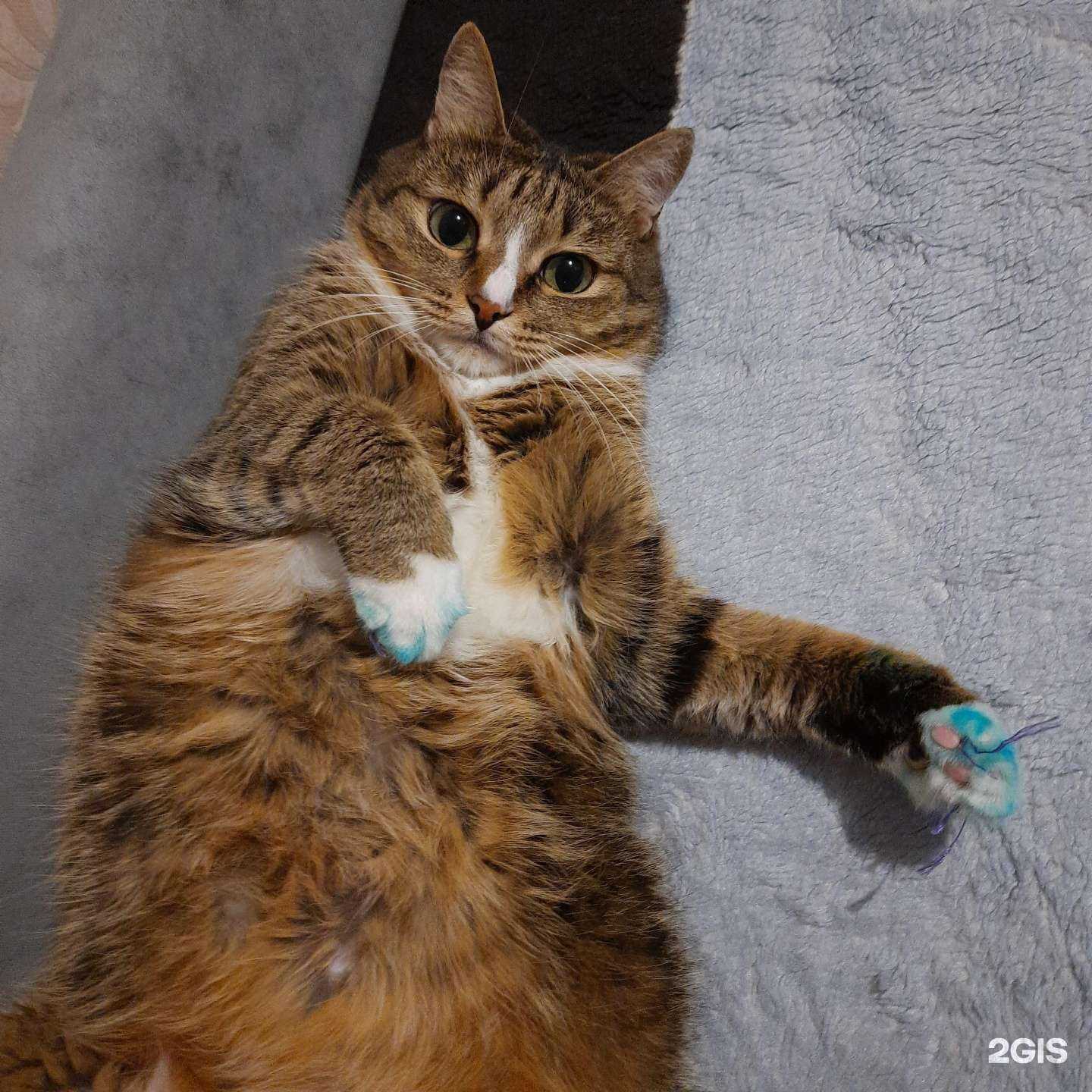 Отзывы на компанию Белка и Стрелка в Омске c фото