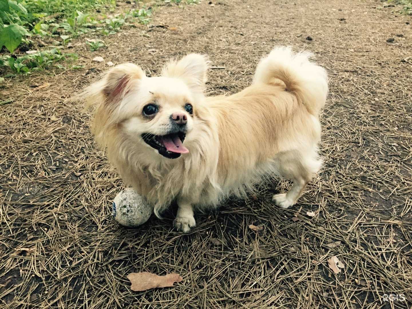 Отзывы на компанию Четыре Лапы в Бердске c фото