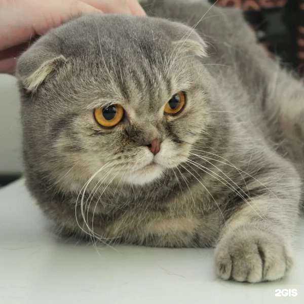 Отзывы на компанию Вет.Статус в Новокузнецке c фото