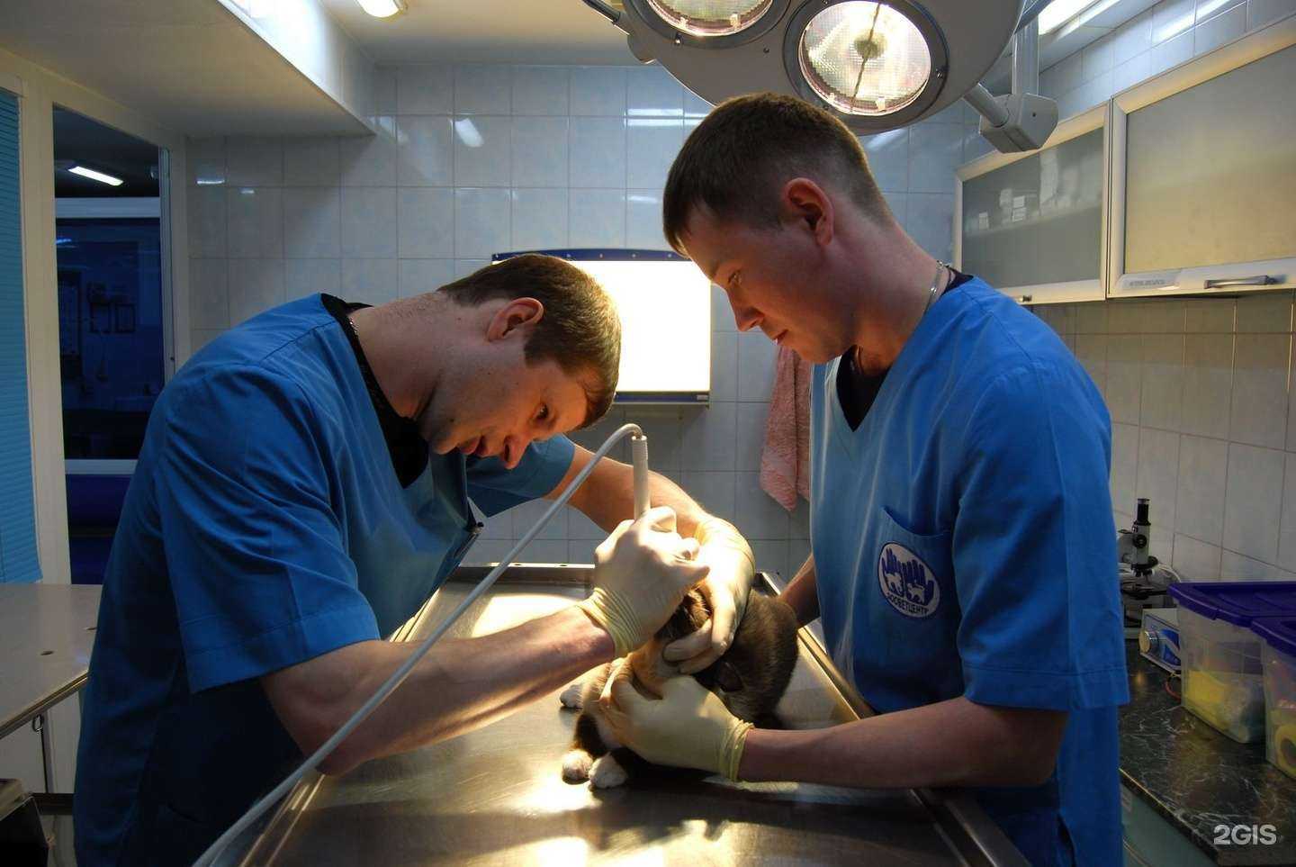 Отзывы на компанию Пес и кот в Сургуте c фото