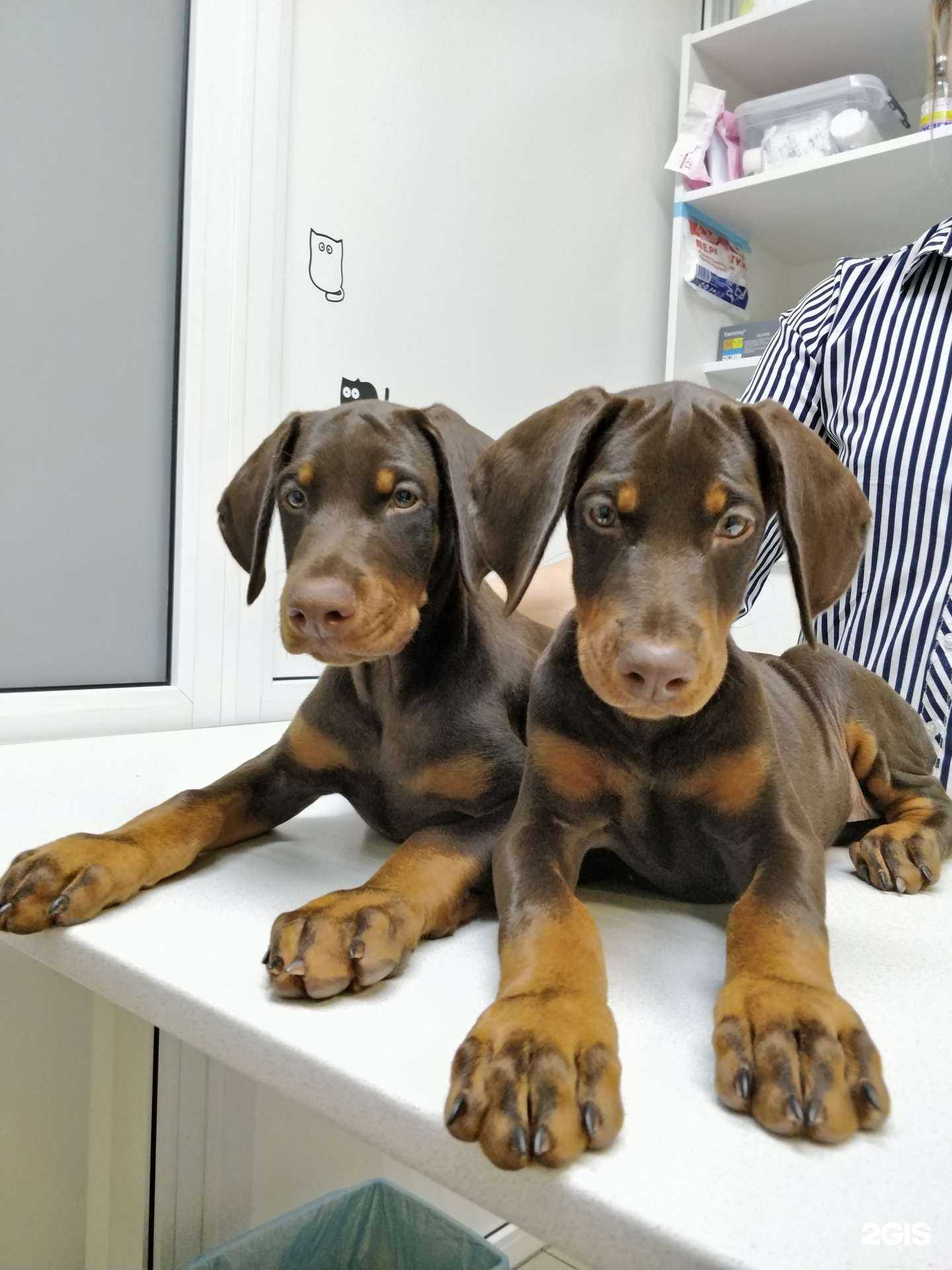 Отзывы на компанию Ветеринарный кабинет доктора Пильщик Е.В. в Омске c фото