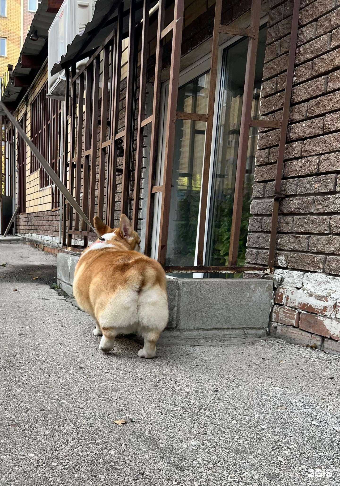 Отзывы на компанию Novik groom в Нижнем Новгороде c фото