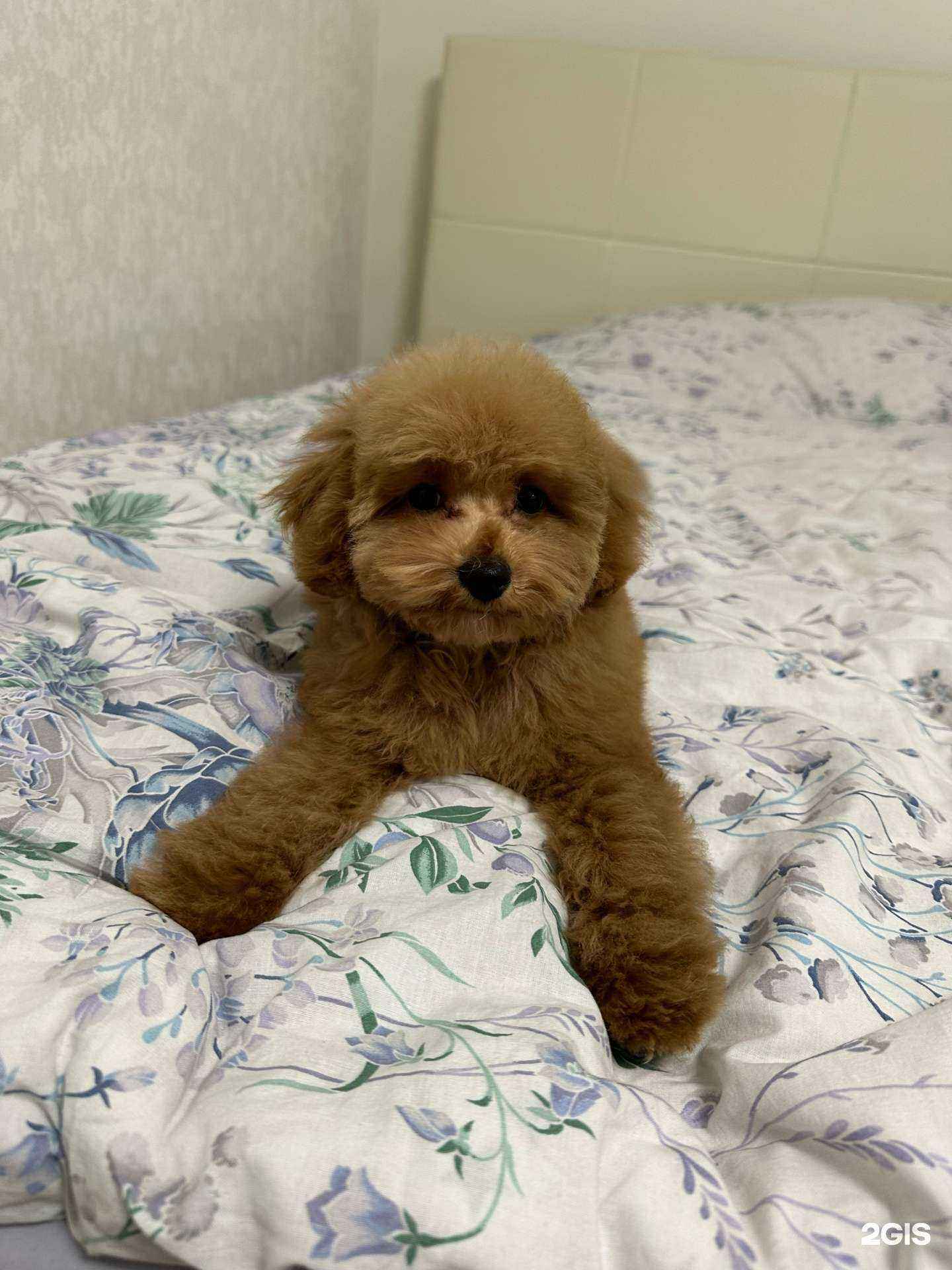 Отзывы на компанию DogMyp в Самаре c фото