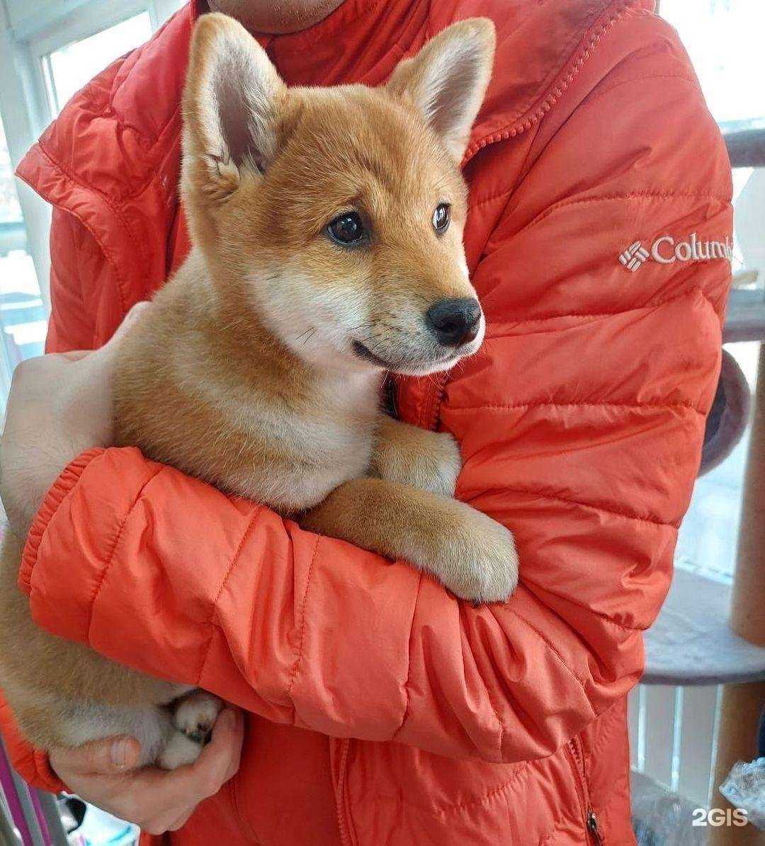 Отзывы на компанию Мокрый нос в г. Новосибирск c фото