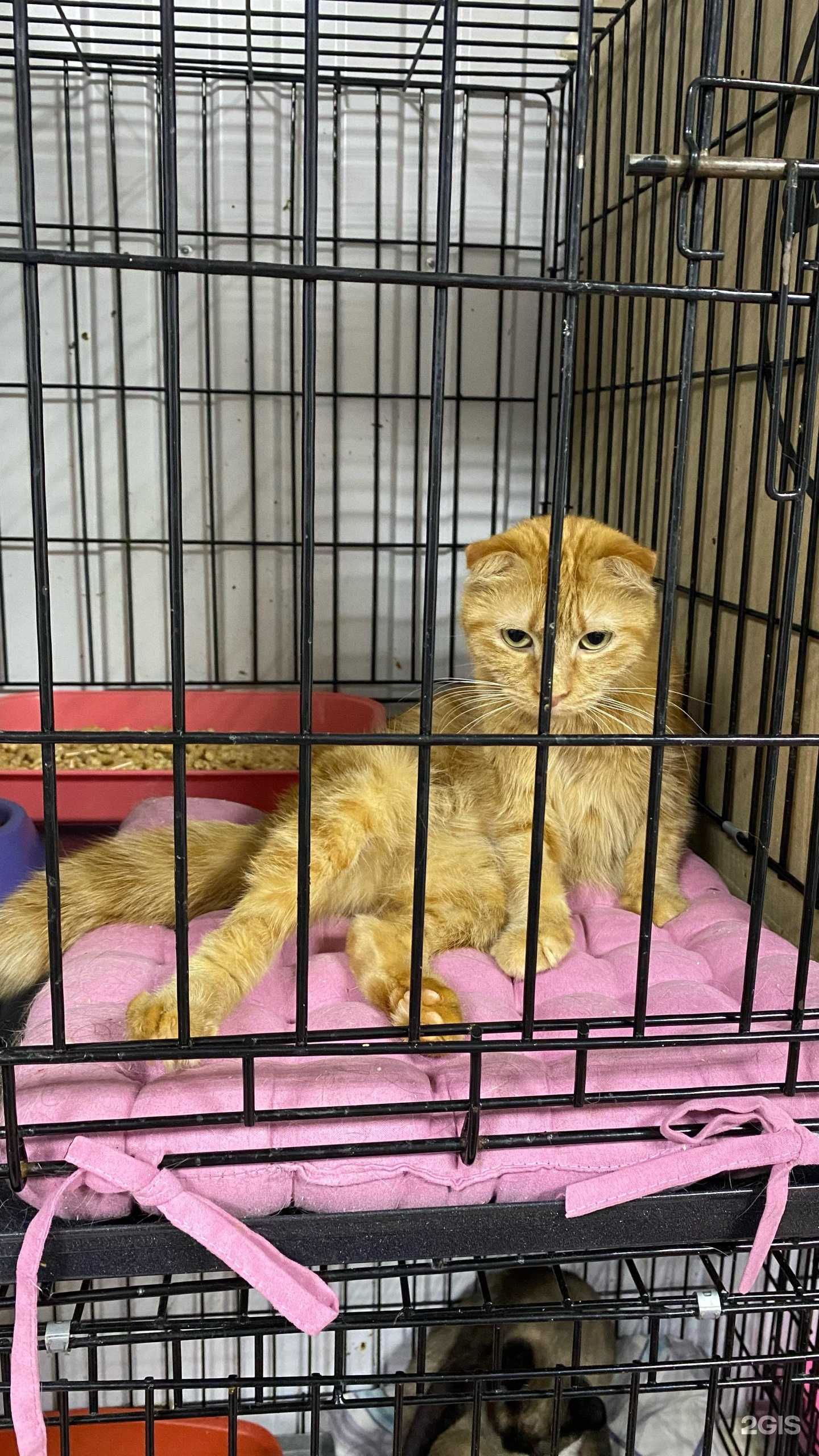 Отзывы на компанию Золотое сердце в Красноярске c фото