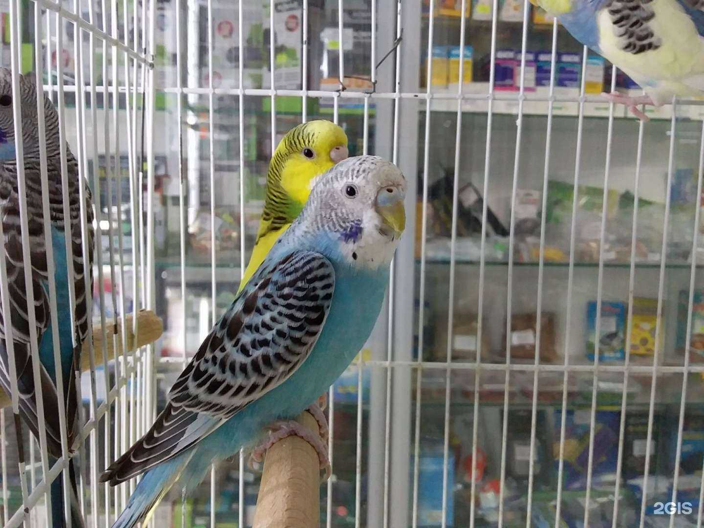 Отзывы на компанию Рыбята и Зверята в г. Волгоград c фото