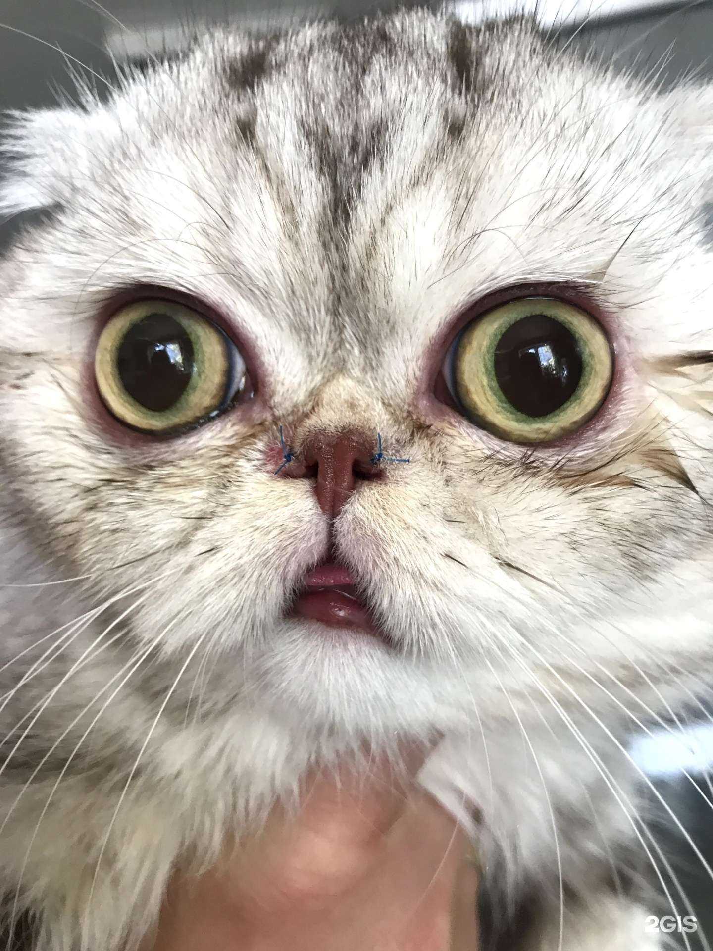 Отзывы на компанию ВетСи в Краснодаре c фото