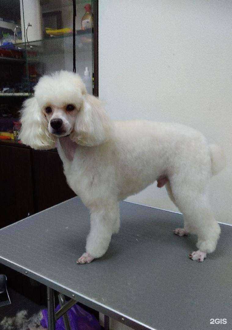 Отзывы на компанию Dog club в Нижнем Тагиле c фото