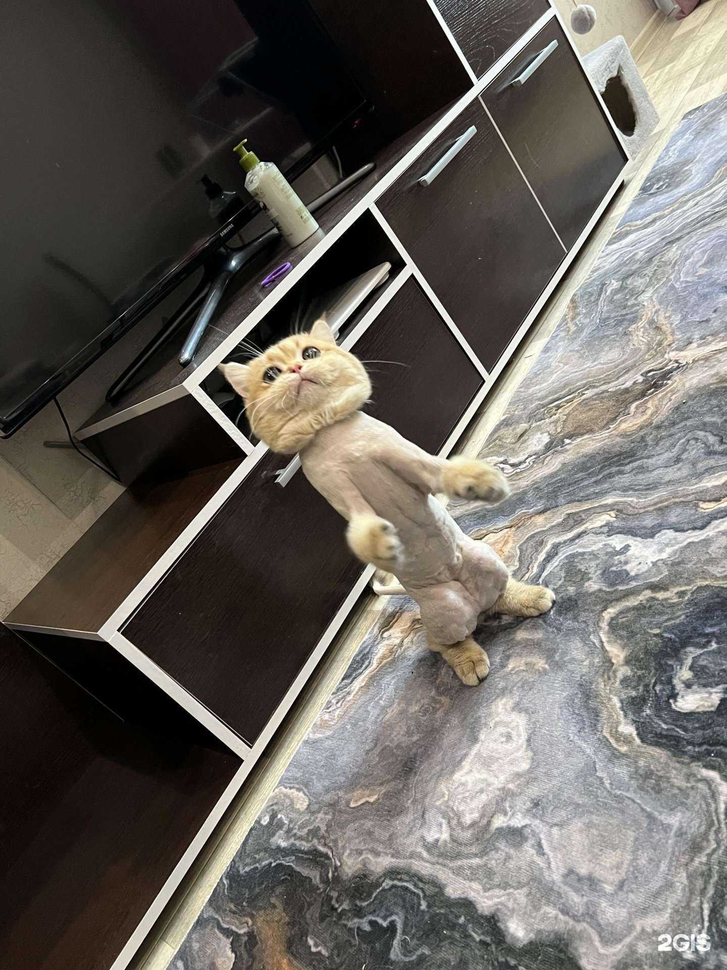 Отзывы на компанию Хвостатый друг в г. Новосибирск c фото