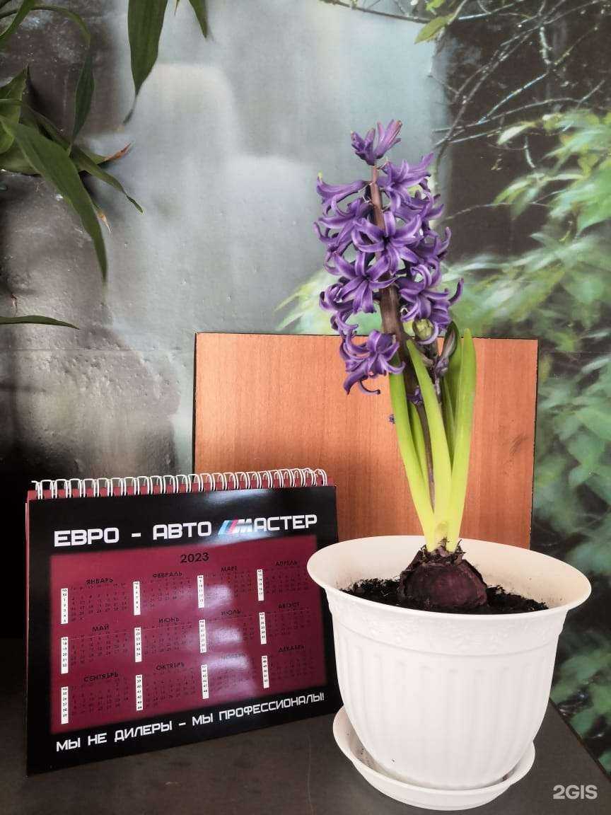 Отзывы на компанию Евро-Авто Мастер в Владивостоке c фото