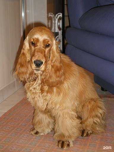 Отзывы на компанию Зоогостиница в г. Вологда c фото