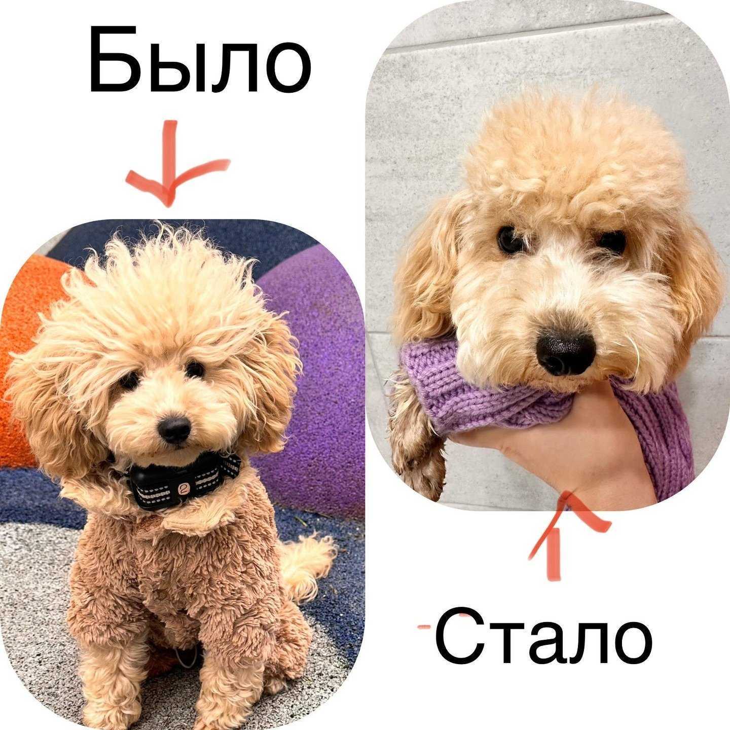 Отзывы на компанию Стильный пёс в Краснодаре c фото