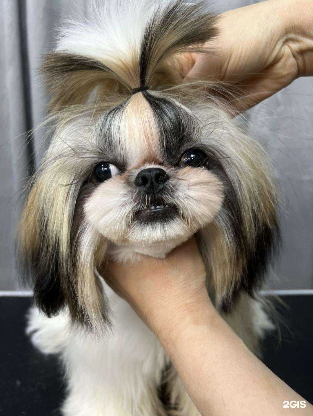 Отзывы на компанию Zoopersona в г. Краснодар c фото