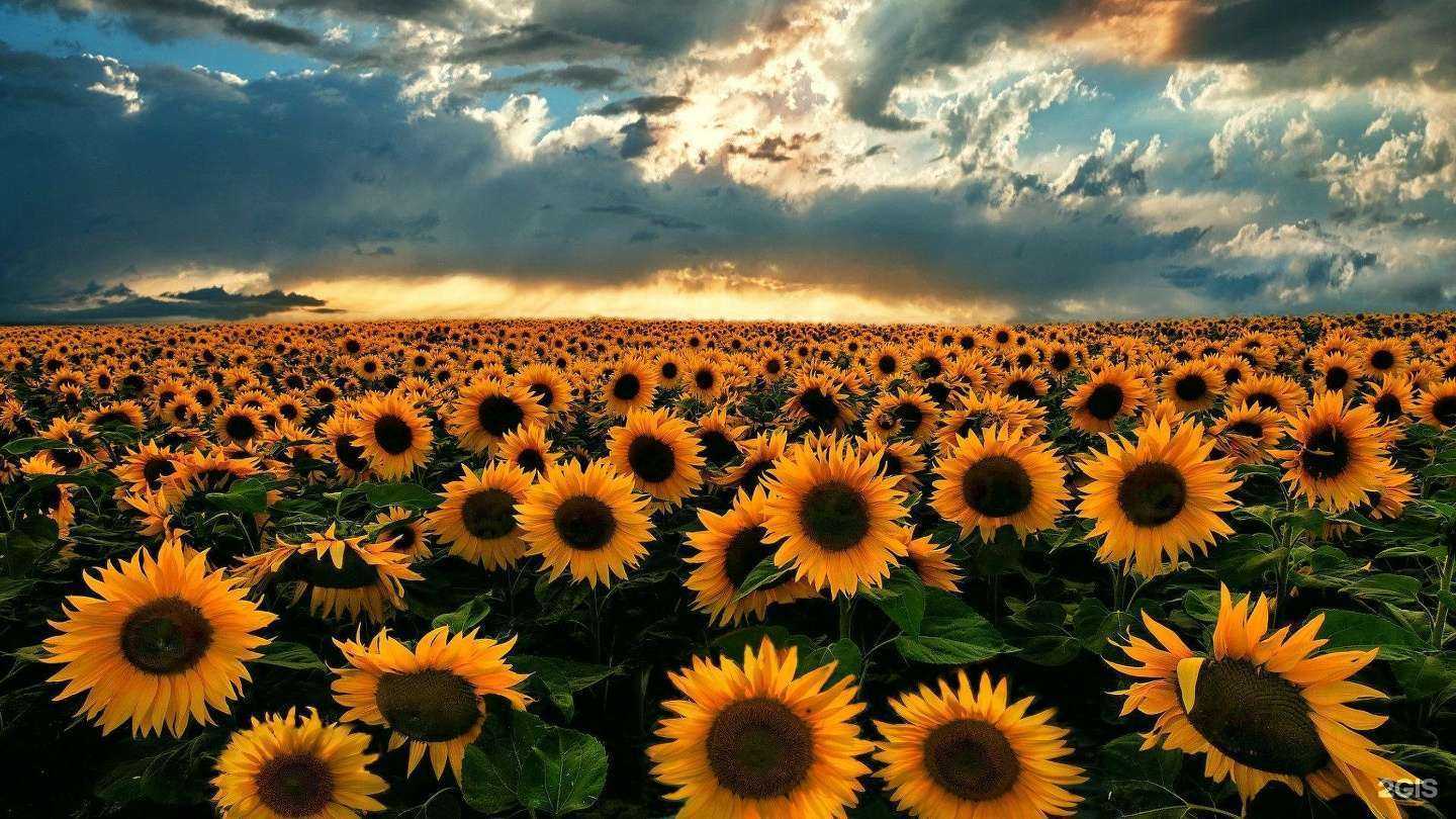 Отзывы на компанию Ринкон Менеджмент в г. Малоярославец c фото