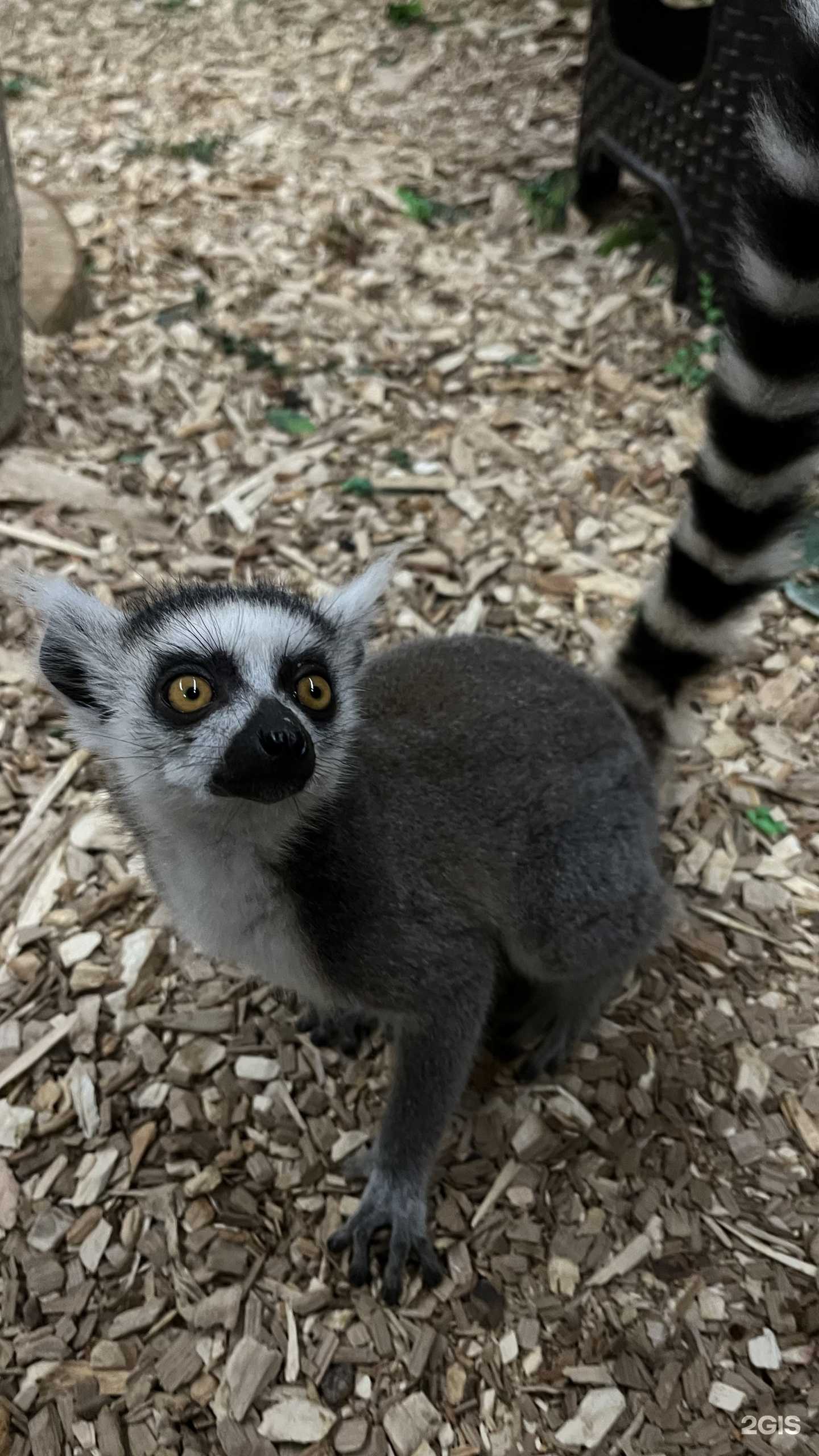 Отзывы на компанию Лемурия в г. Ставрополь c фото