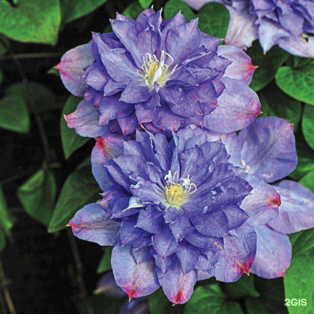 Отзывы на компанию Садстрой в Вологде c фото