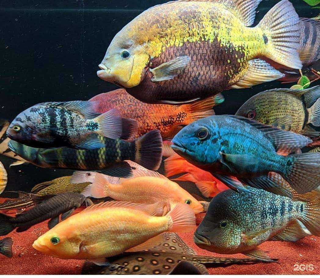 Отзывы на компанию Белая Акула в Ростове-на-Дону c фото