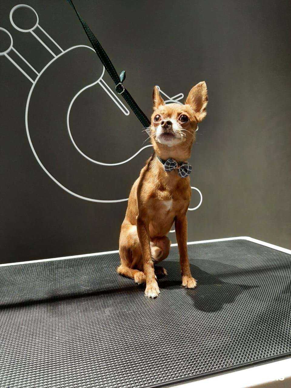 Отзывы на компанию Barberdog в Красноярске c фото