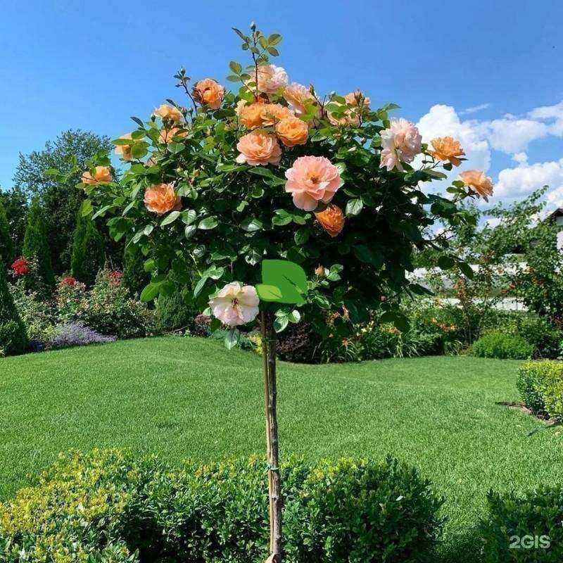 Отзывы на компанию Зеленый мир в Череповце c фото