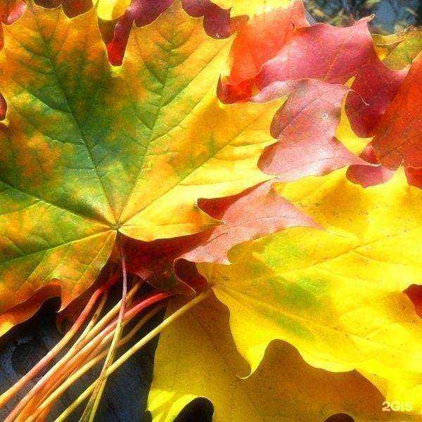 Отзывы на компанию Школьный сад в Нижнем Новгороде c фото