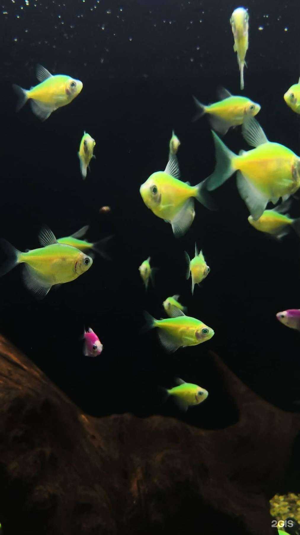 Отзывы на компанию Аквариум в Чите c фото