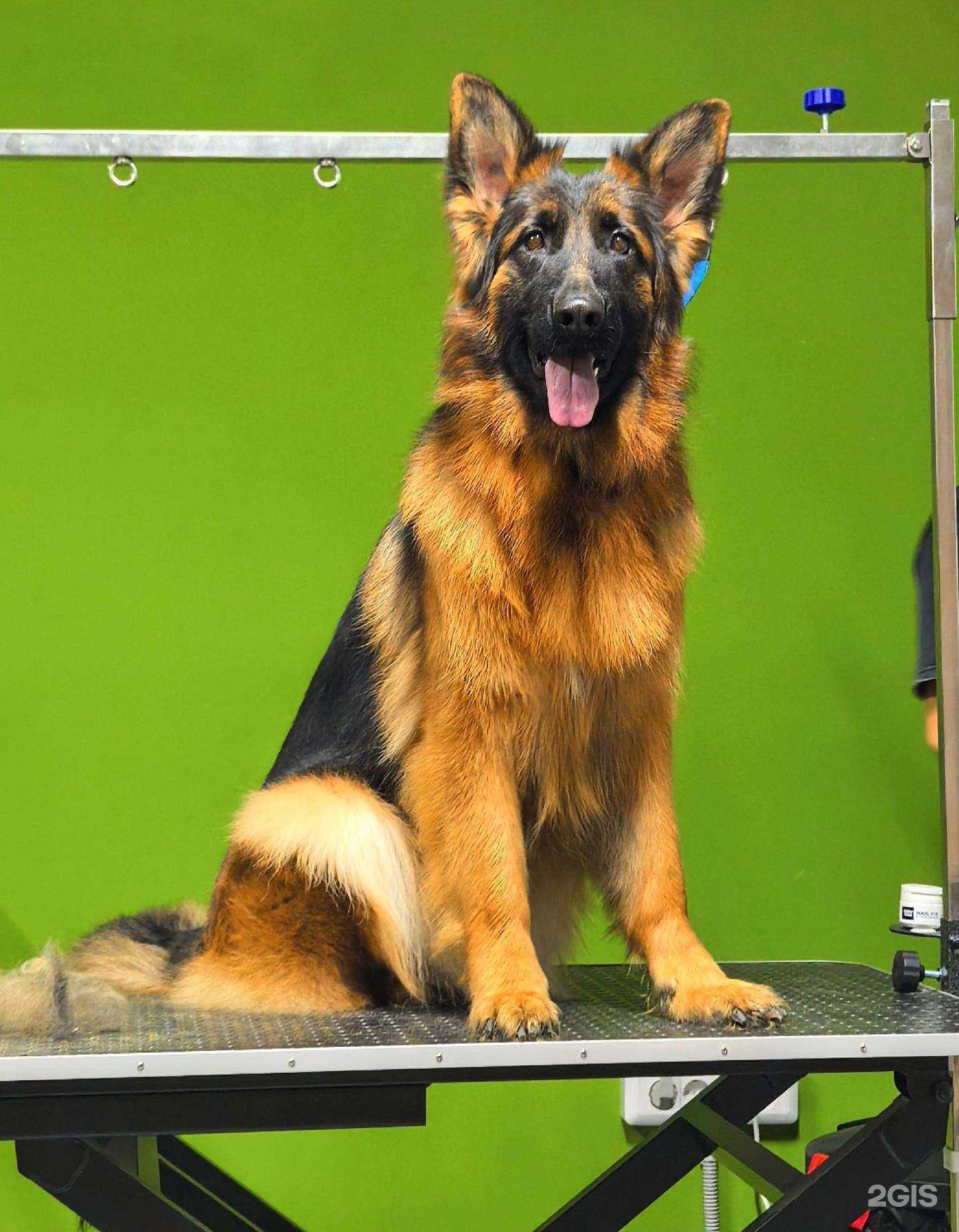 Отзывы на компанию Pet style в Тамбове c фото