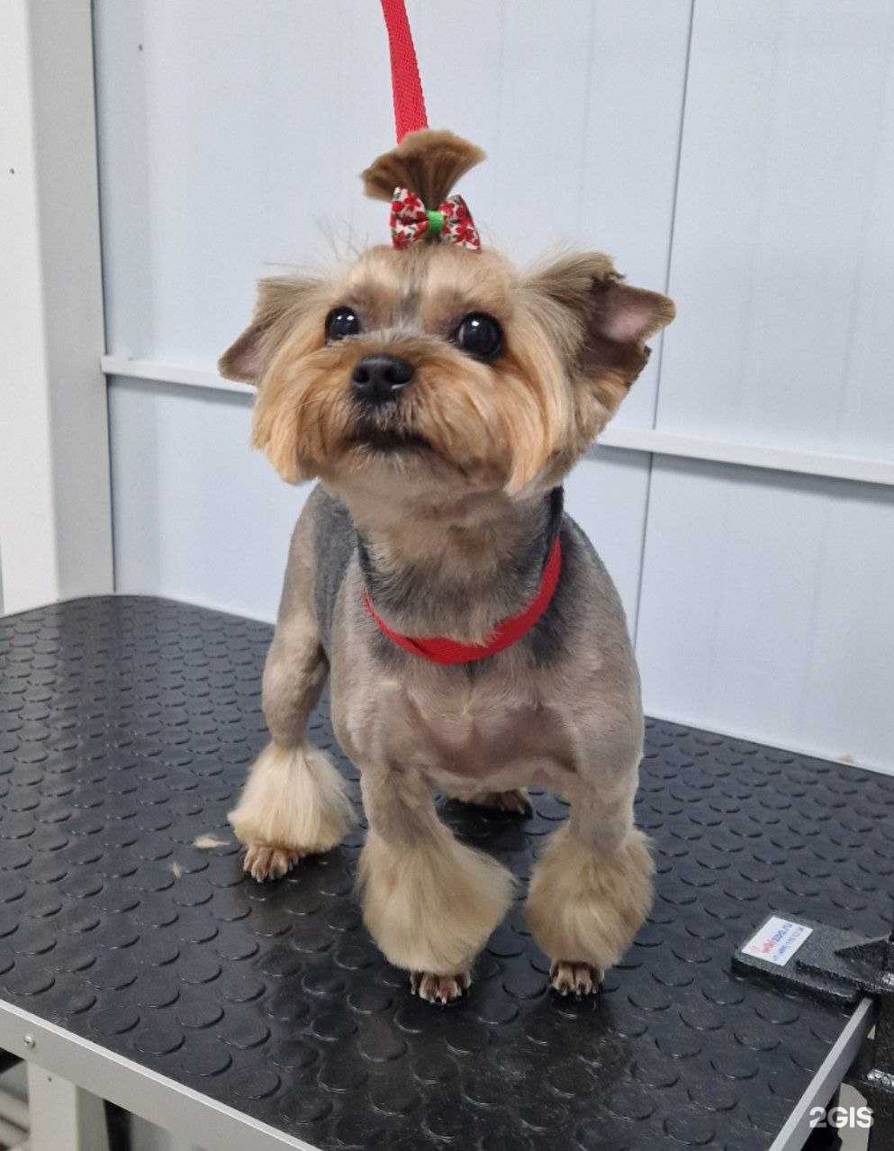 Отзывы на компанию Багира в Калининграде c фото