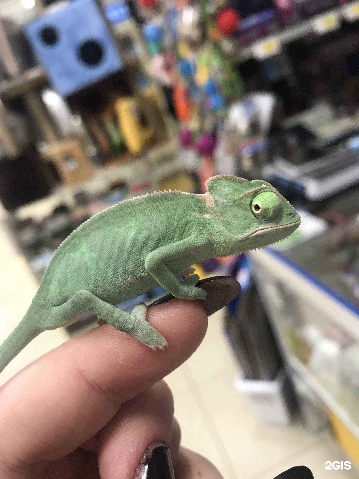 Отзывы на компанию Agent zoo в г. Набережные Челны c фото