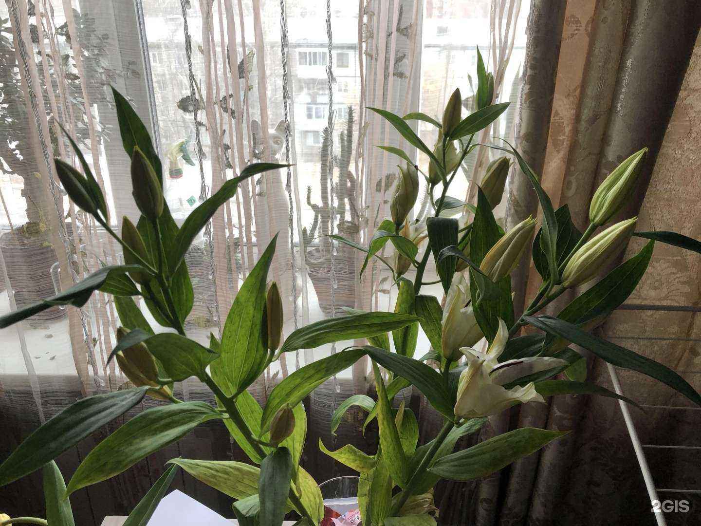 Отзывы на компанию ЦВЕТОБАЗА38 в г. Иркутск c фото