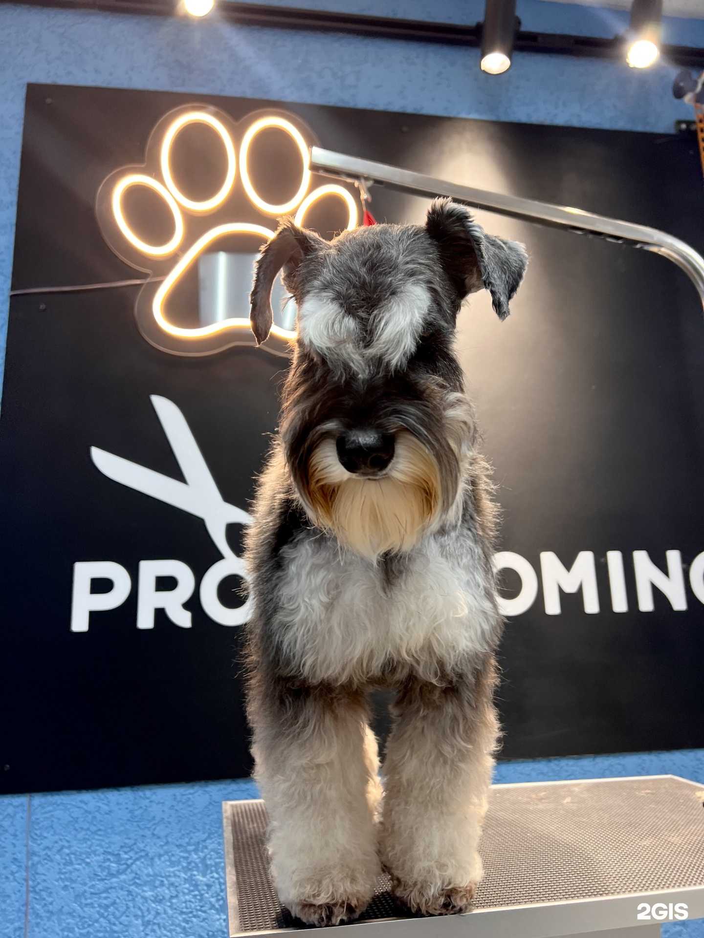 Отзывы на компанию Pro grooming в Рязани c фото