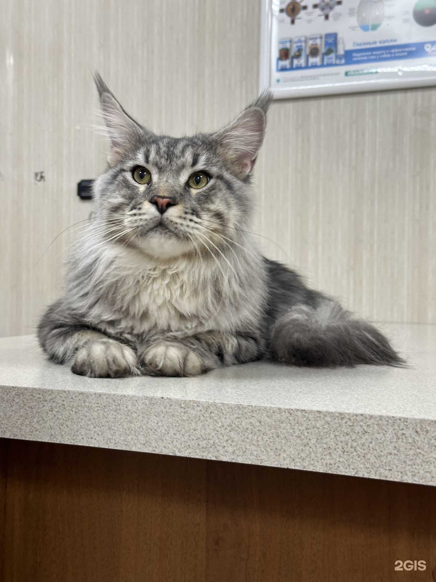 Отзывы на компанию Ветеринар в кармане в Краснодаре c фото