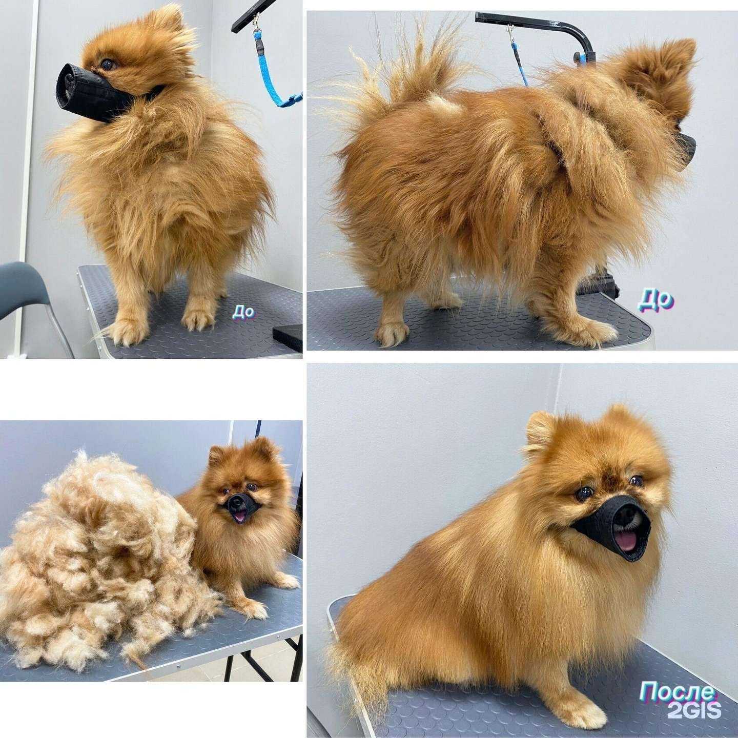 Отзывы на компанию Счастливые Хвостатые в Королёве c фото