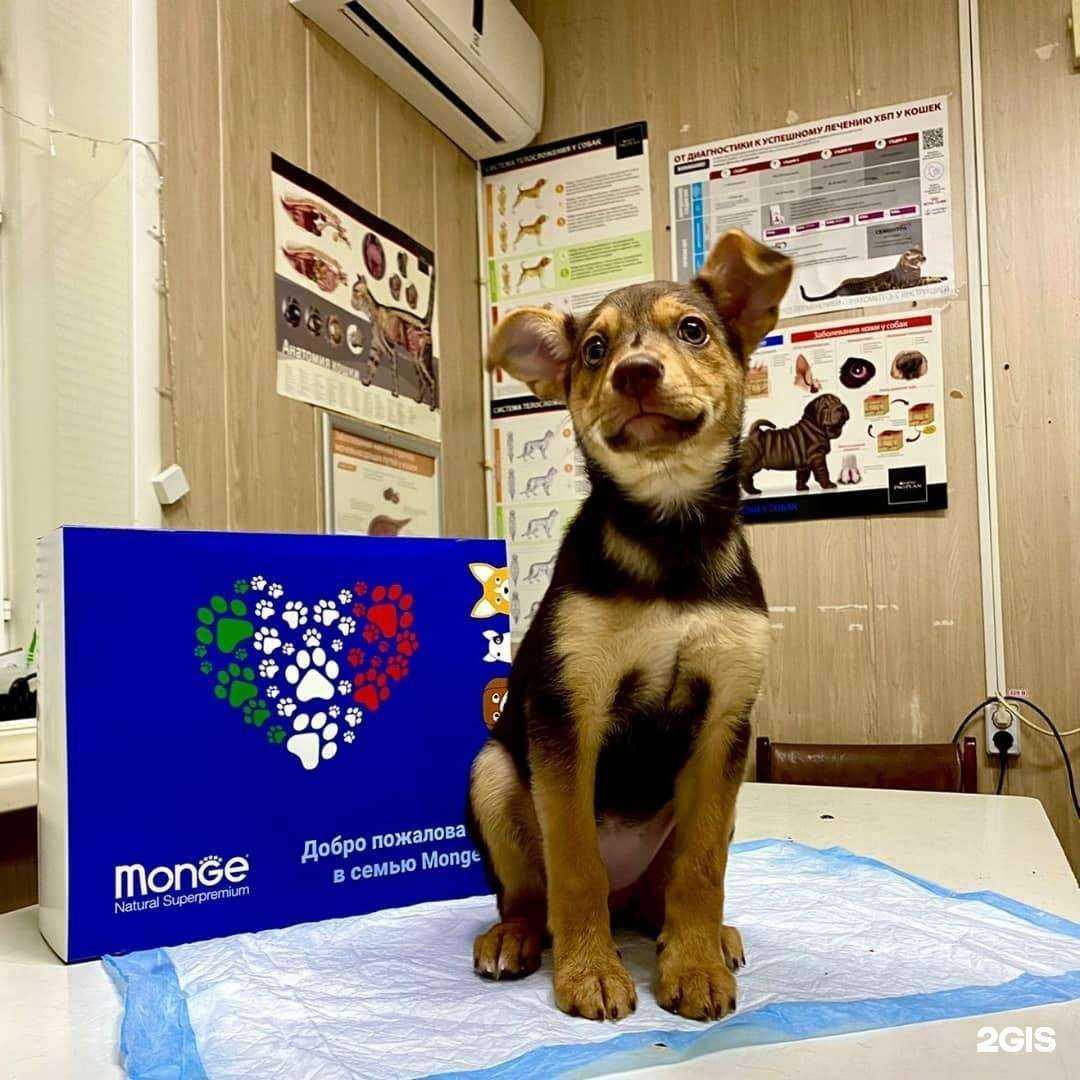 Отзывы на компанию 4 движения одной лапы кота в г. Чебоксары c фото