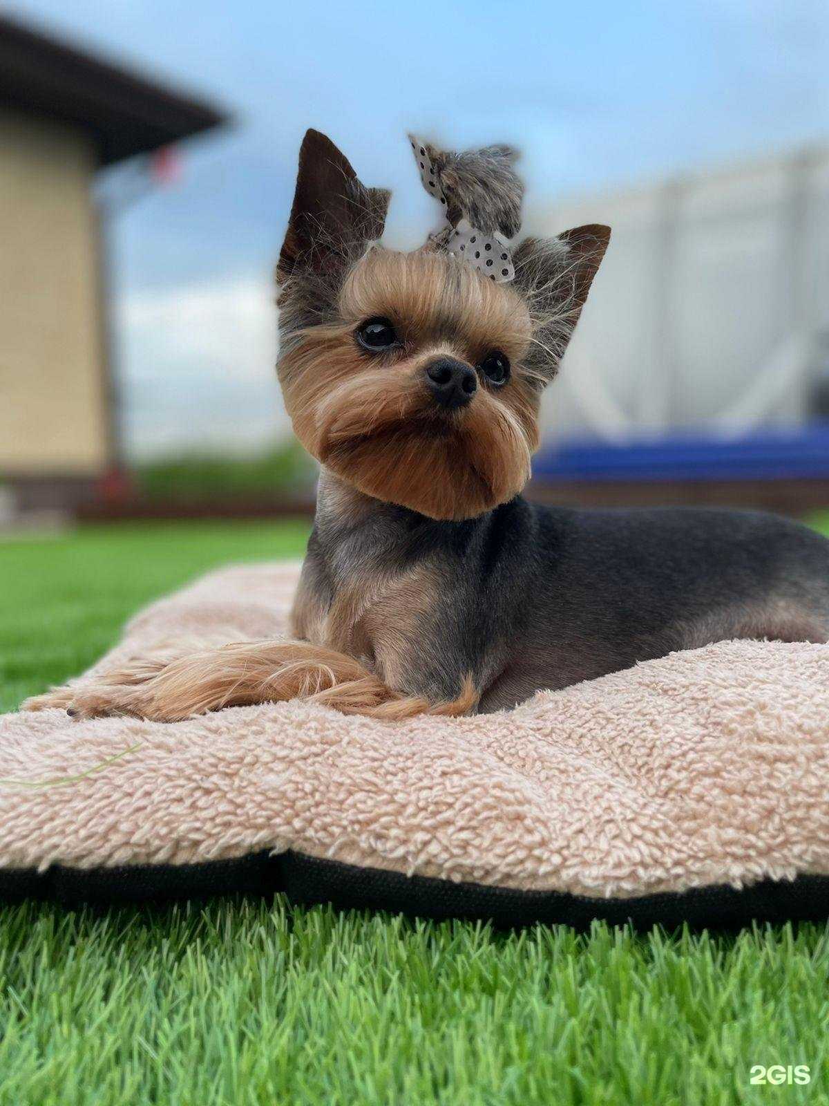 Отзывы на компанию Pet`s secret в Чите c фото