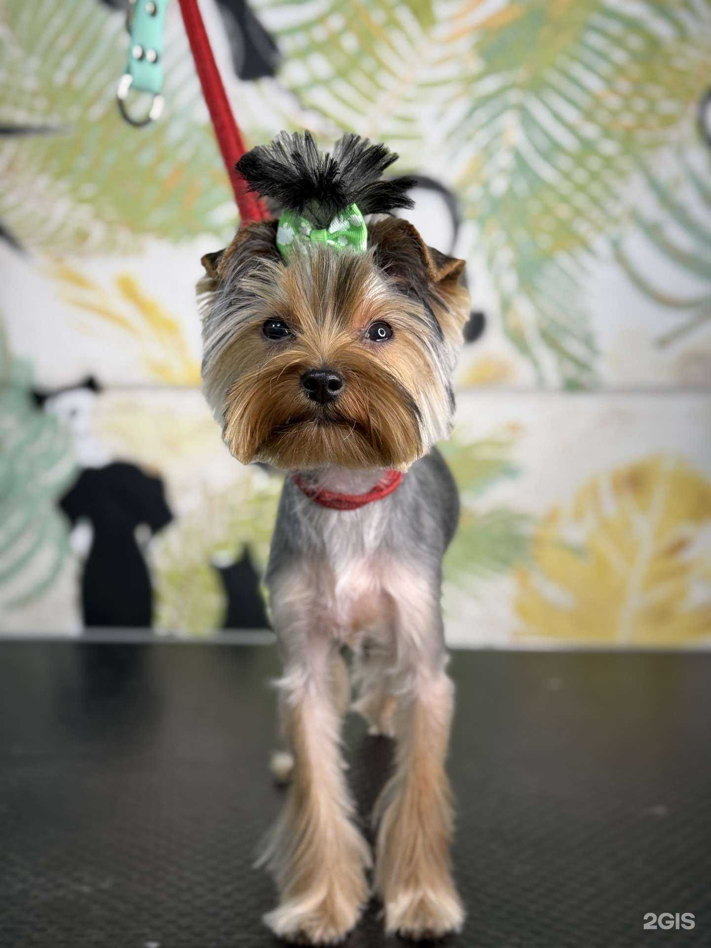 Отзывы на компанию Best grooming Chel в г. Челябинск c фото