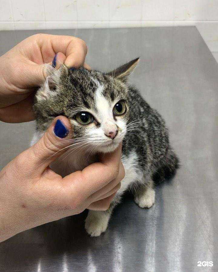 Отзывы на компанию Лохматые Лапы в Йошкар-Оле c фото