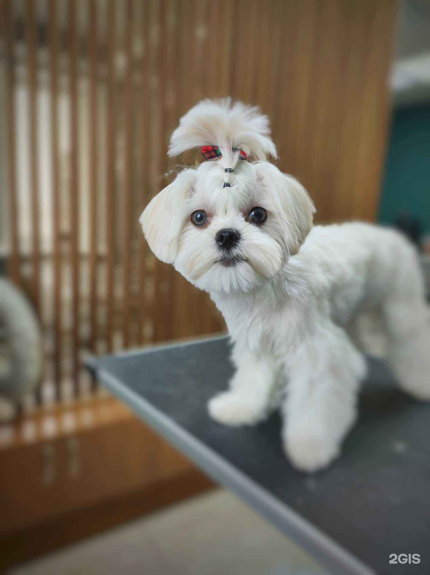 Отзывы на компанию Pet Spa в Оренбурге c фото